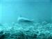 Malapascua 129a.jpg